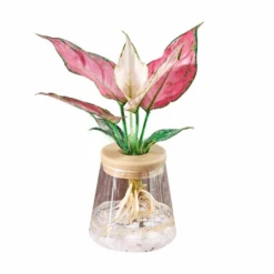 Clear Hydroponic Plant Pot -Decor Sales 35 dff3b2c3 67e5 4718 82e0 adb249827692