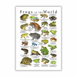 Vintage Frog Poster -Decor Sales 35 f2220c61 0301 45dd bd3a b5d6a7248867