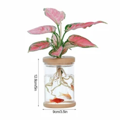 Clear Hydroponic Plant Pot -Decor Sales 36 cd744b0d dee2 4679 a83d e54137cdad18