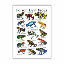 Vintage Frog Poster -Decor Sales 36 ec1252de 5082 4d87 bfca 350454f70c25