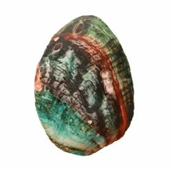 Sea Shell Plushy -Decor Sales 46 2dd29bb4 aea5 4b16 a6c4 7b61a8c8a97d