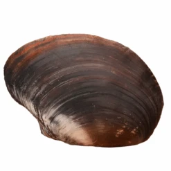 Sea Shell Plushy -Decor Sales 55 eb4a2077 f36e 46ab b05f 2e5d6fed374e